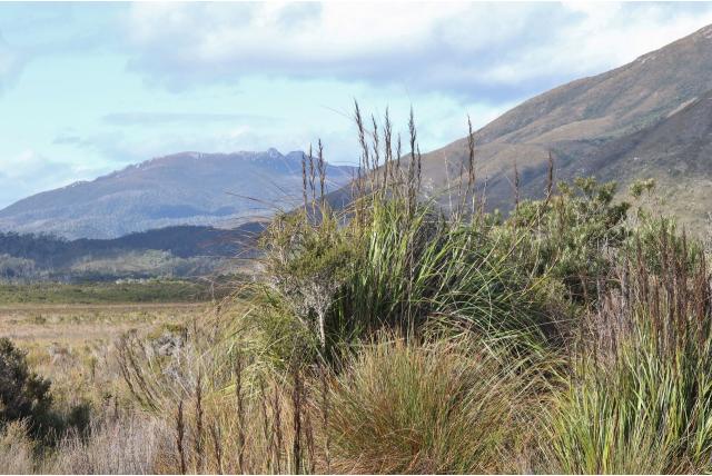 Grote gahnia Grote gahnia