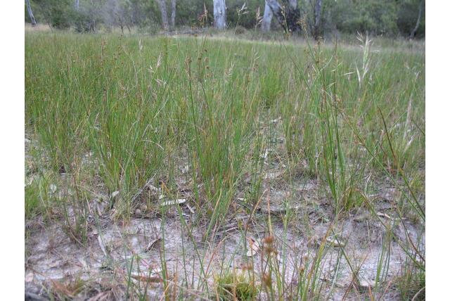 Getufte rytidosperma