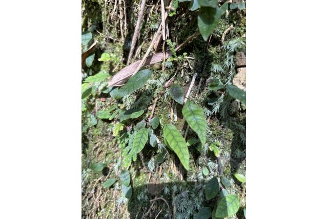 Speerbladige selliguea