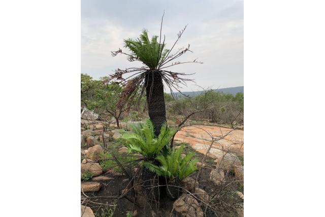 Lebombo broodboom