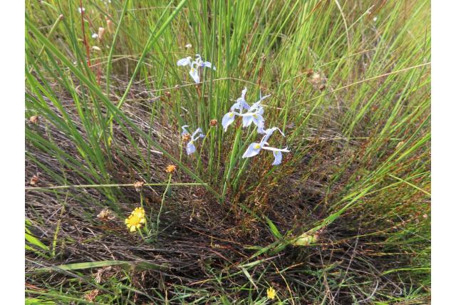 Ogama moraea