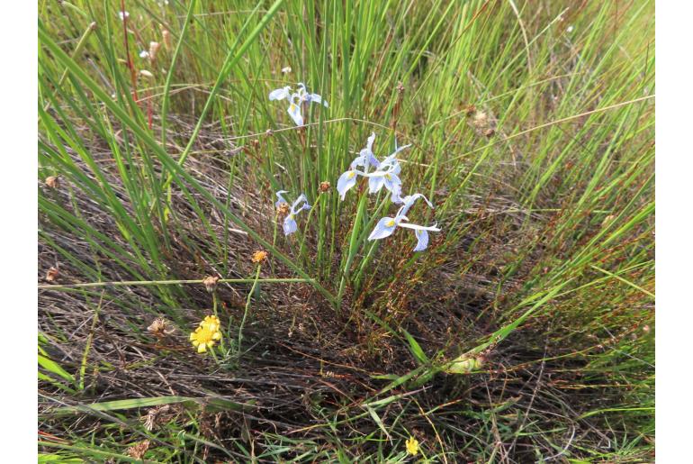 Moraea ogamana 9032
