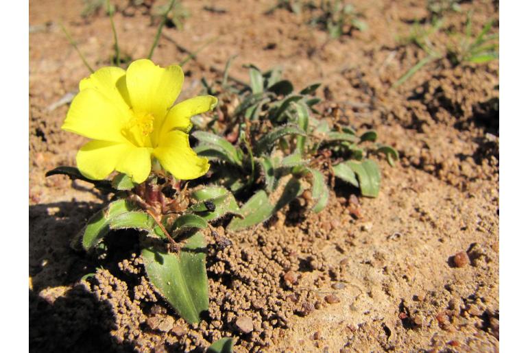 Moraea pilifolia 9033