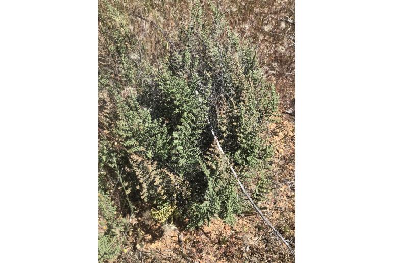 Hemionitis mucronata&nbsp;9035