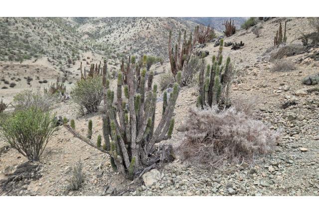 Iquique cactus