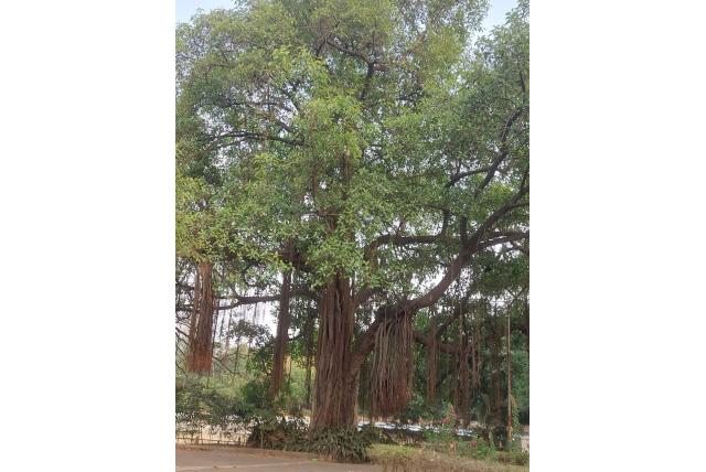 Bengaalse banyan