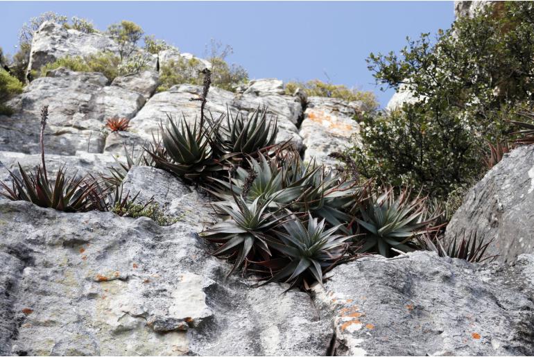Aloe succotrina -9046