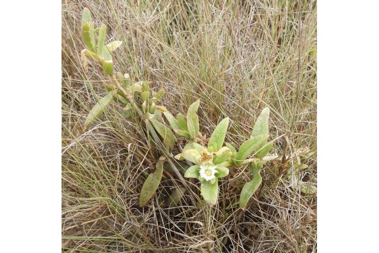 Delosperma laxipetalum&nbsp;9049