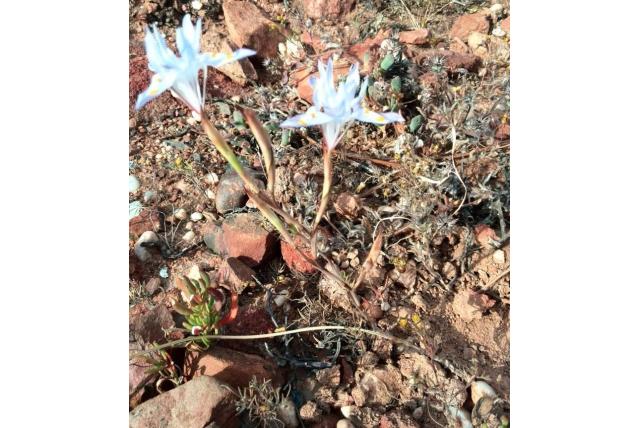 Macgregor's moraea