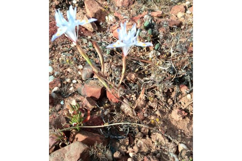Moraea macgregoriorum 9054