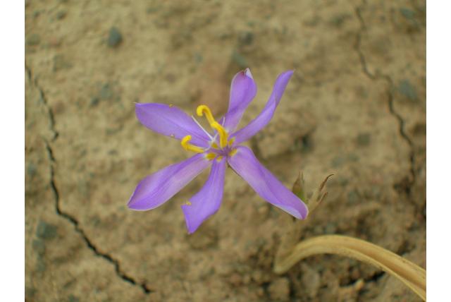 Gerande moraea