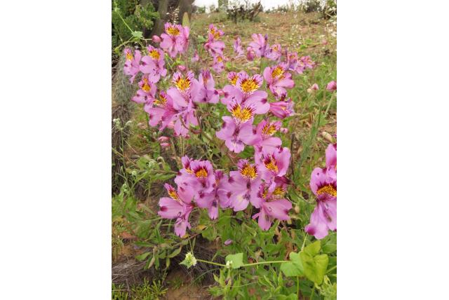Philippi's Incalelie