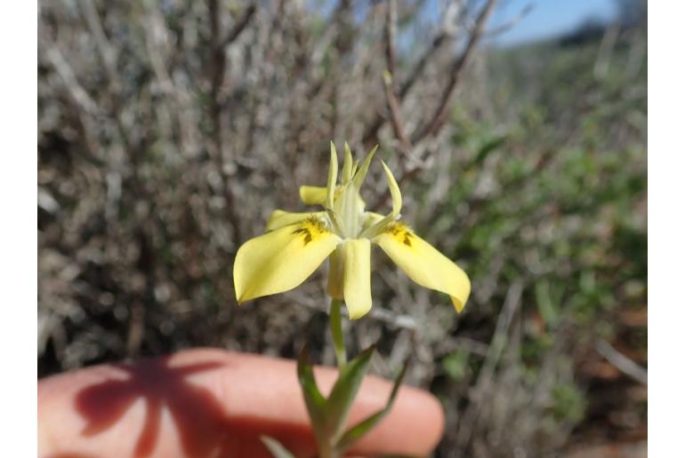 Moraea longipes 9074