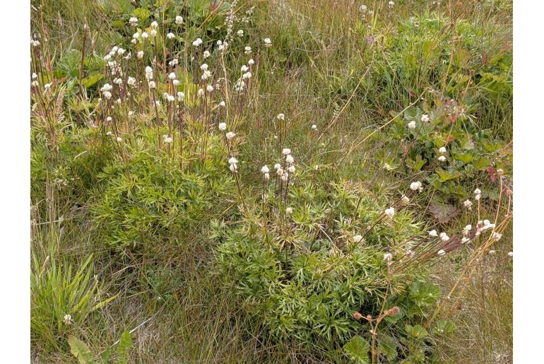 Anemone multifida 9082