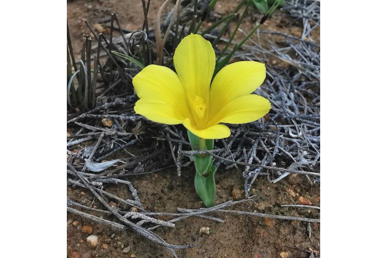 Moraea kamiesensis 9085
