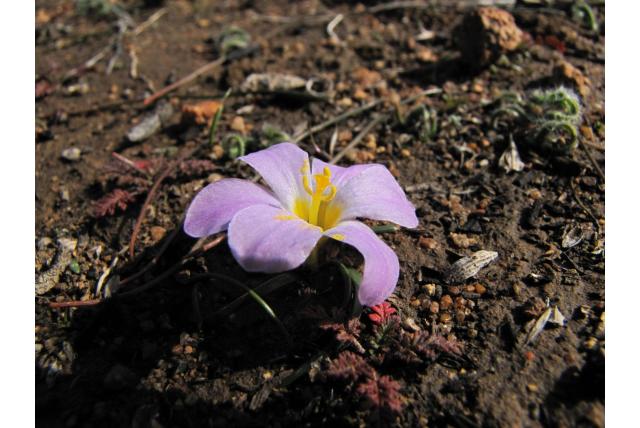 Kamiesberg moraea