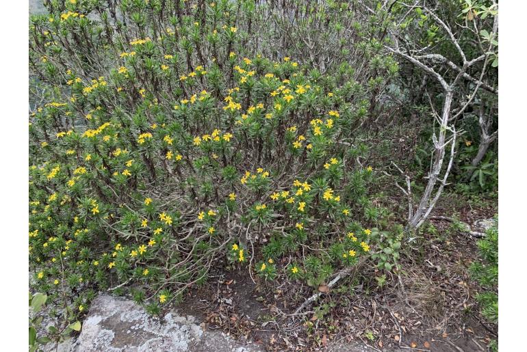 Euryops brevipapposus -9090