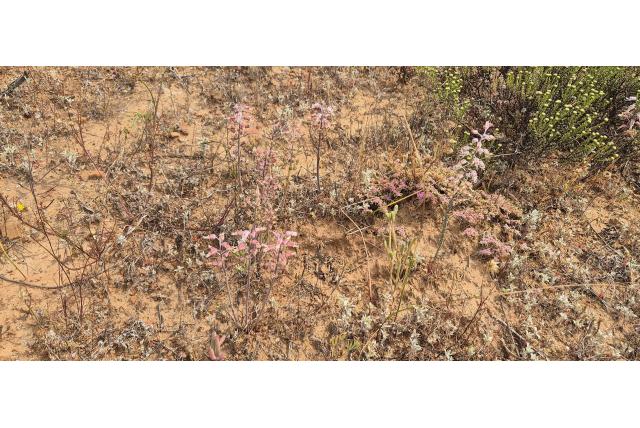 ketting-vorm lachenalia ketting-vorm lachenalia