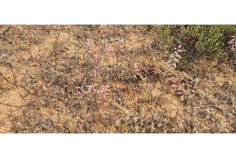 Lachenalia moniliformis 9093