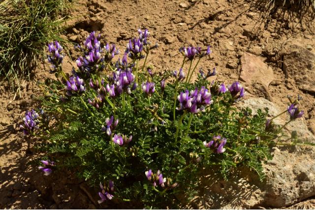 Cruickshank's astragalus