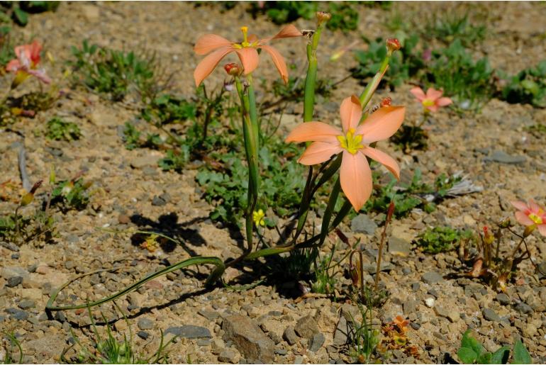 Moraea karooica 9102