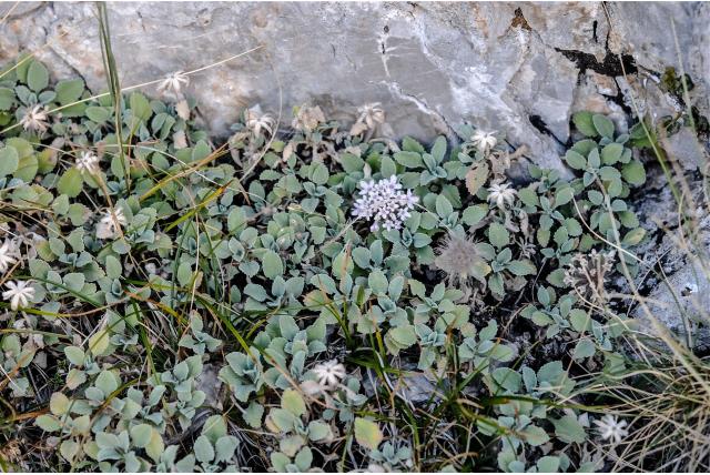 Overblijvende pterocephalus