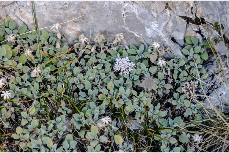 Pterocephalus pterocephala 9113