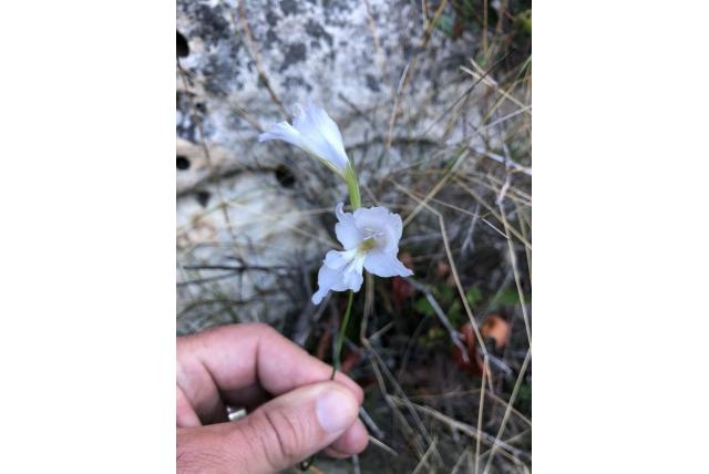 Magere gladiolus Magere gladiolus