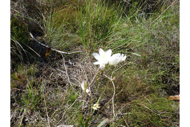 Ixia leucantha 9118