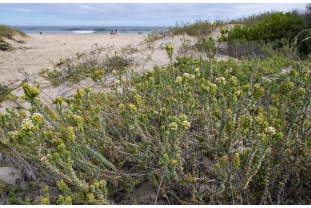 Strand Hebenstretia