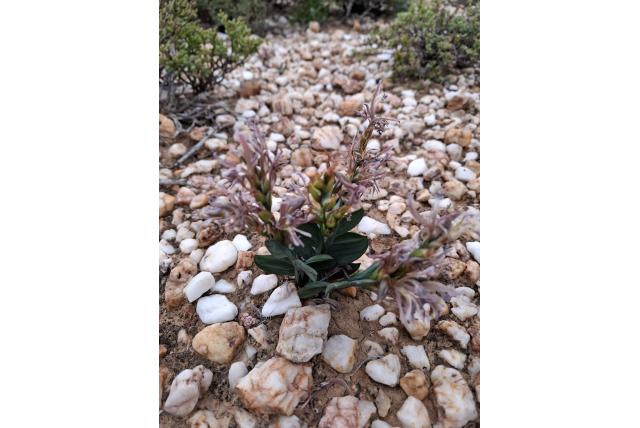 Lewisia-achtige Baviaanbloem Lewisia-achtige Baviaanbloem