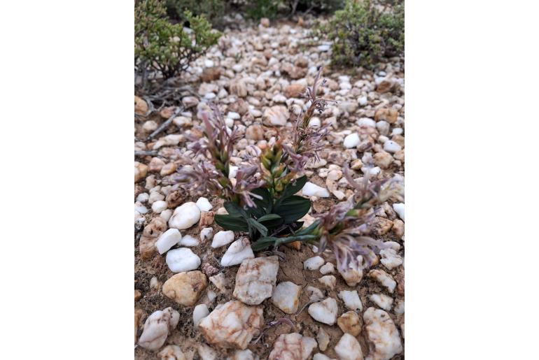 Babiana lewisiana 9121