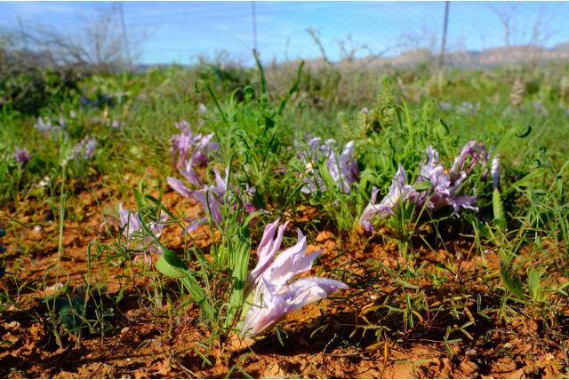 Gifberg Baviaanbloem