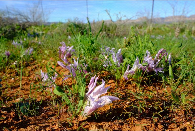 Babiana toximontana 9122