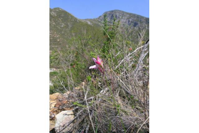 Stohr's avondbloem Stohr's avondbloem