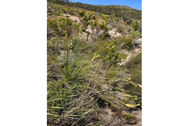 Cilindrische zwaard-blad bobartia