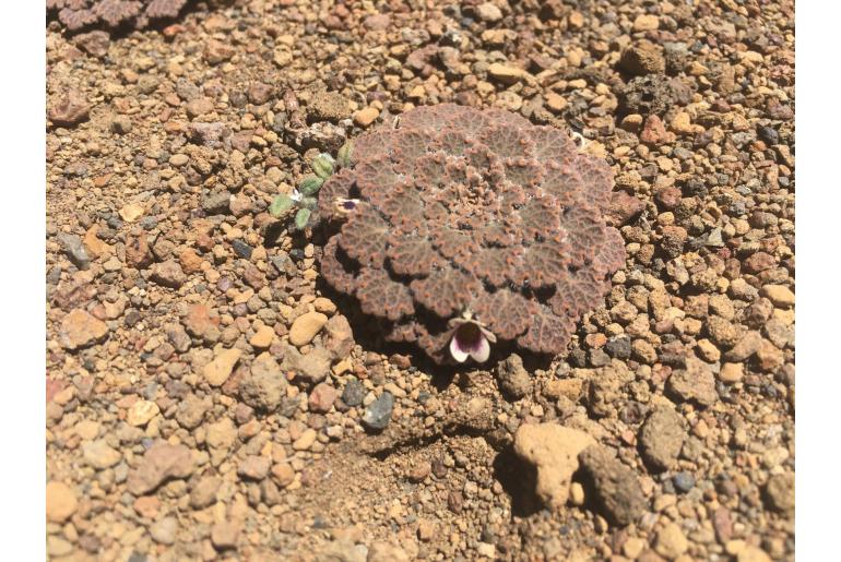 Viola volcanica -9125