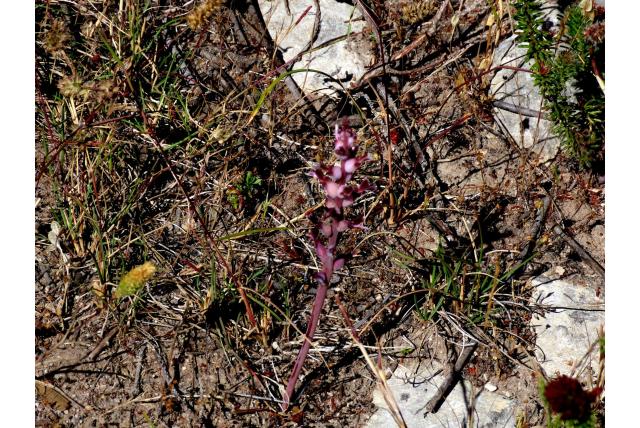 Steelloze bloem lachenalia Steelloze bloem lachenalia