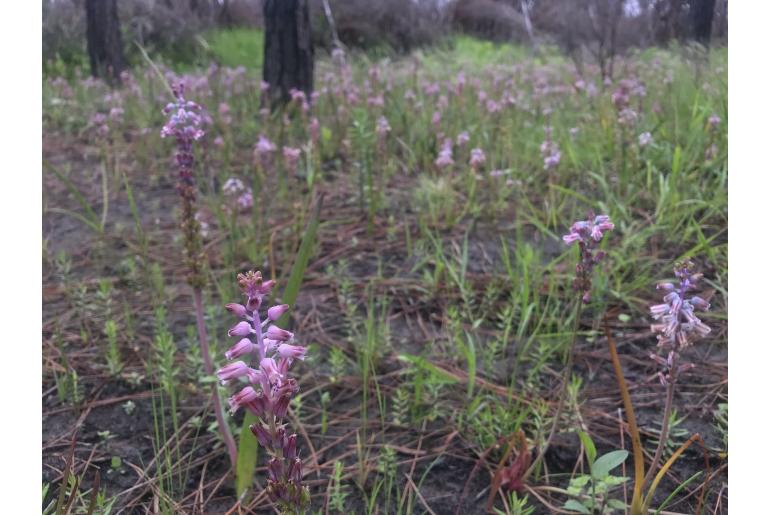 Lachenalia youngii 9127
