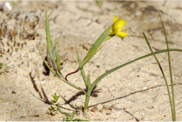 Geelachtig moraea Geelachtig moraea