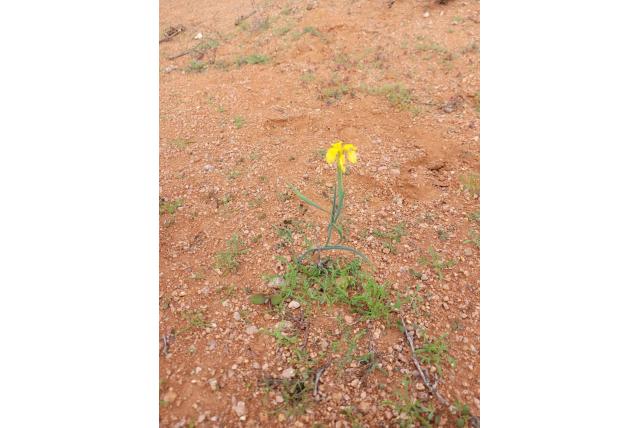 Gebogen moraea Gebogen moraea