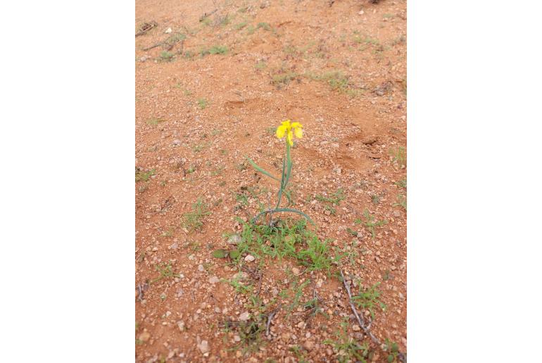 Moraea flexicaulis 9129
