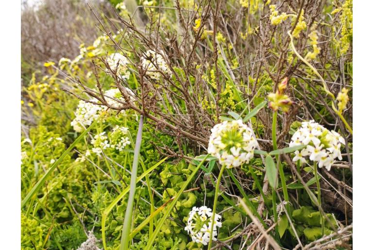 Verbena sulphurea -9129