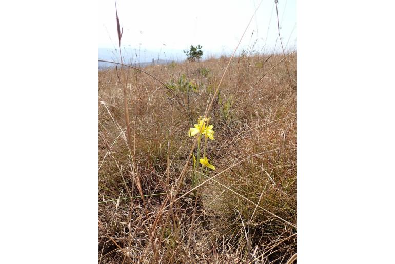 Moraea galpinii 9131