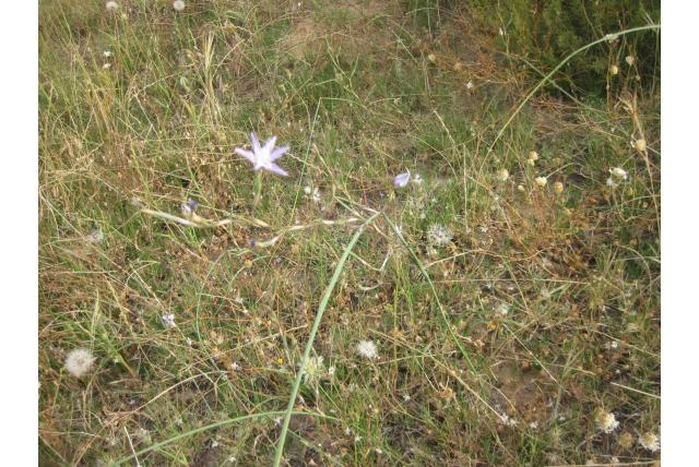 Slank-blad moraea Slank-blad moraea