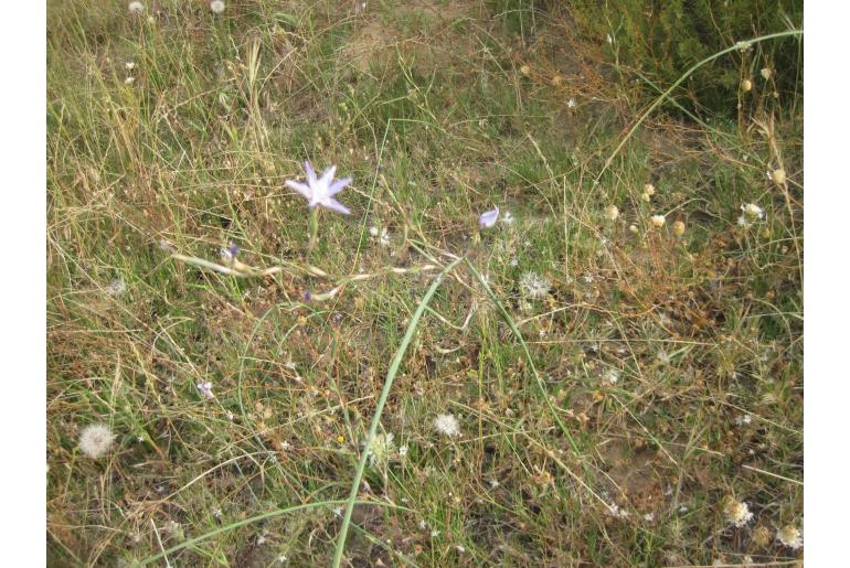 Moraea gracilenta 9132