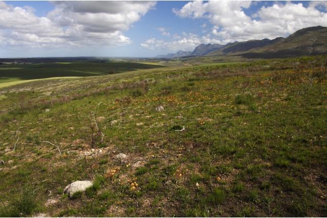 Onbeschaamde moraea Onbeschaamde moraea