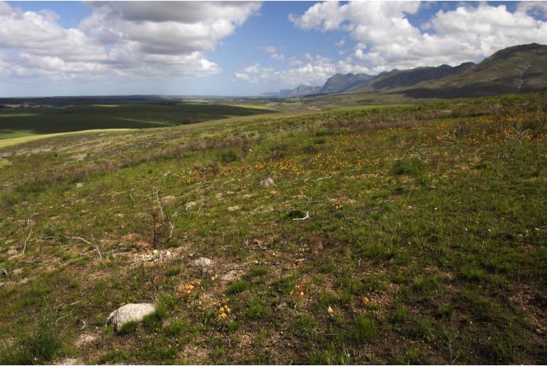 Moraea insolens 9133