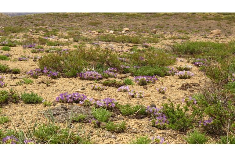 Viola cotyledon -9133