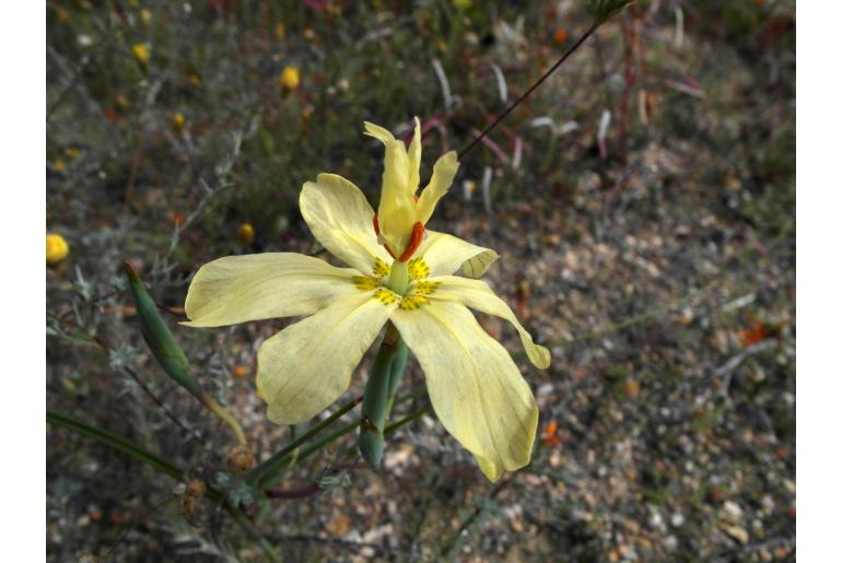Moraea intermedia 9134